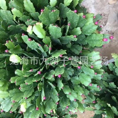 嫁接蟹爪兰锦上添花多肉植物绿植办公室盆栽多肉植物沙生植物