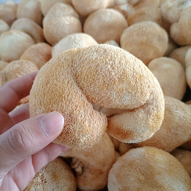 新日期猴头菇干货 云南山珍猴头菇500克可打粉养胃煲汤食材家用