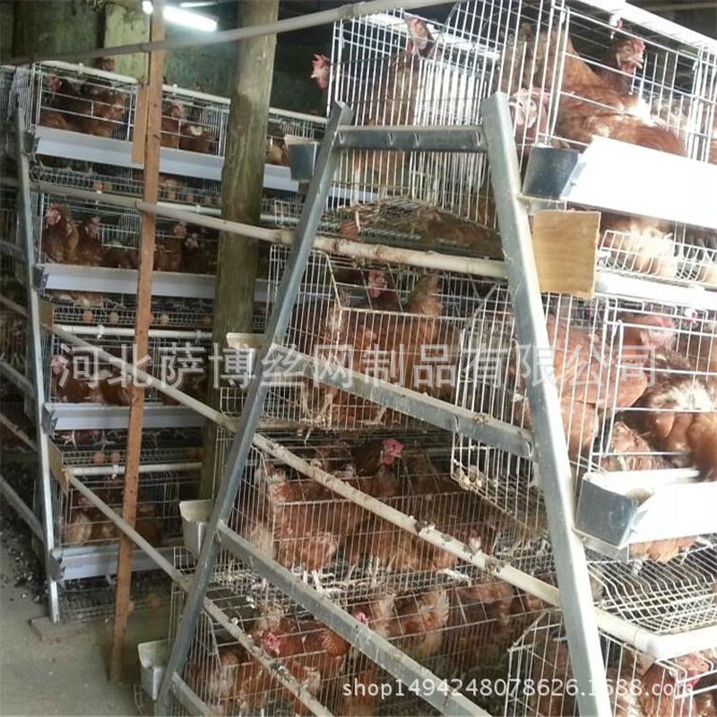 热销萨博供应养鸡场阶梯五门蛋鸡笼 a型蛋鸡笼厂家三层用鸡笼子