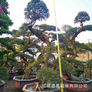 热销福建漳州榆树桩头批发造型树桩价格榔榆供应基地榆榆树盆景