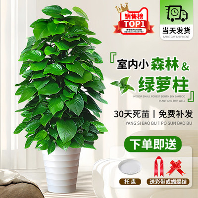 大叶绿萝柱盆栽大型绿植物办公室内吸除甲醛客厅招财旺宅绿罗好养