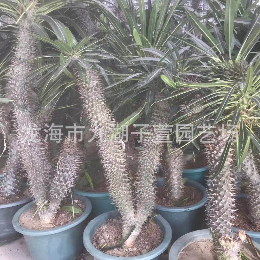 多头霸王树多肉植物绿植咖啡馆盆栽基地景观沙生植物多肉植物批发