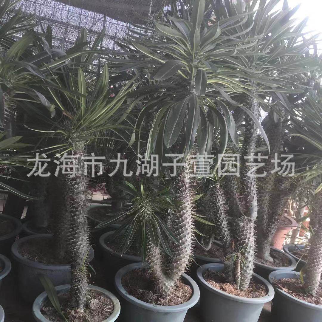 多头霸王树多肉植物绿植咖啡馆盆栽多肉植物景观基地植物沙生批发
