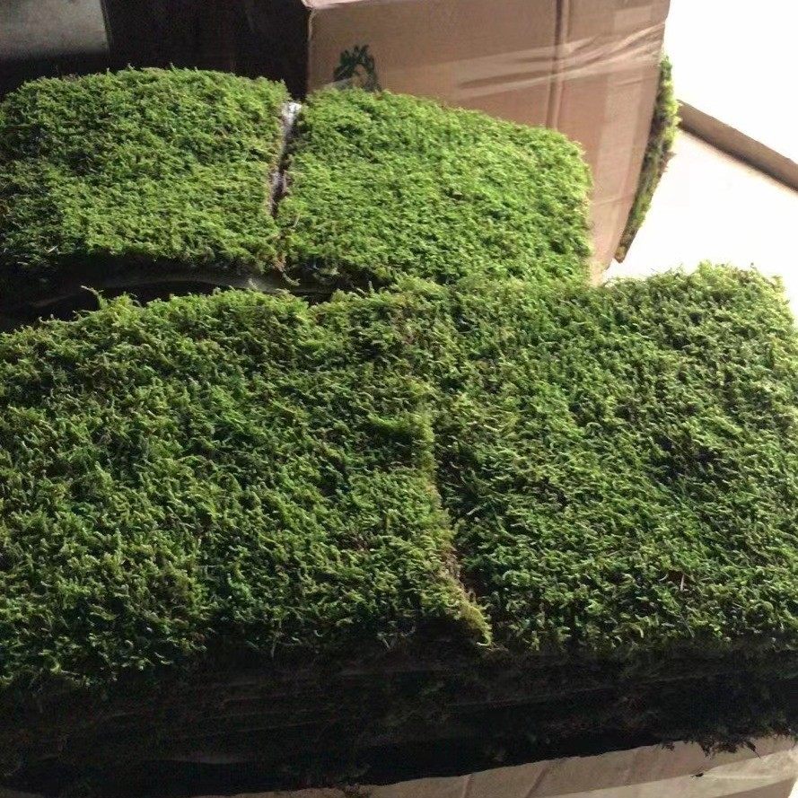 精品大厂家藓庭院铺面真苔藓植物墙装饰室内绿苔造景灰现货批发