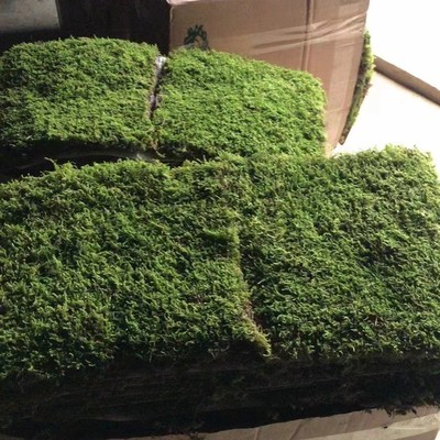 室内大灰藓庭院铺面真苔藓植物墙装饰精品绿苔造景厂家现货批发