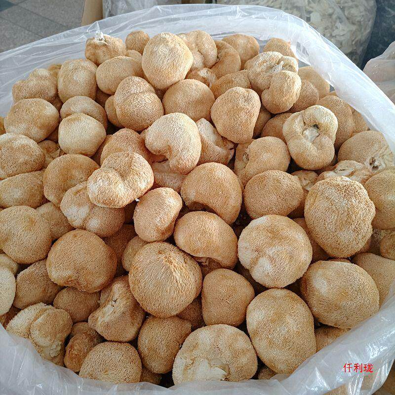 新货猴头菇干货 云南山珍级猴头菇500克可打粉养胃煲汤食材家用