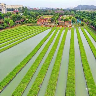 热销水上种植水稻漂浮板水培泡沫浮床鱼塘漂浮面板蔬菜无土栽培种
