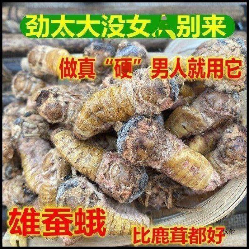新货雄蚕蛾干品东北野生非尾柞蚕公蛾雄蝉蛾粉未交中大陆常温