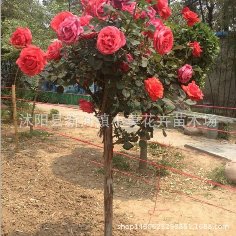 树桩高杆月季月季树月季盆栽月季苗