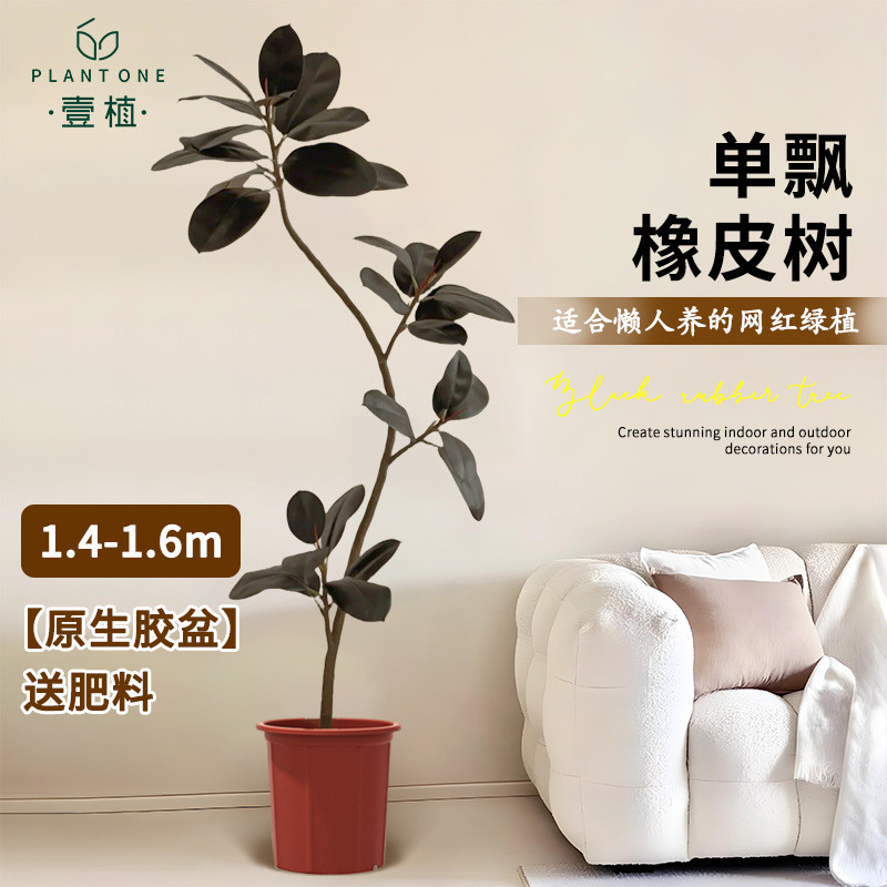 黑金刚橡皮树客厅盆栽办公室内真落地大型造型绿植四季好养活植物