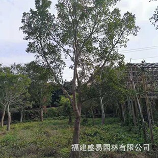 浙江15-30榕红皮榕批发红皮榕价格无柄小叶公分供应无柄榕基地