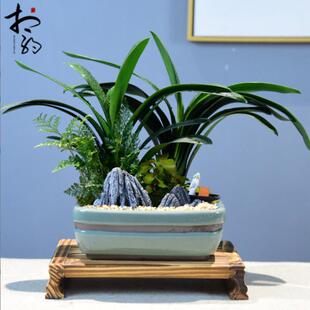 樊韵君子兰盆栽花卉室内桌面绿植盆景植物开业乔迁礼品年宵花兰花