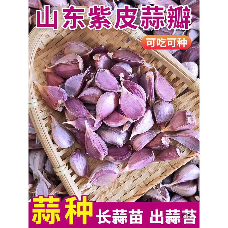 新日期山东大蒜头籽干蒜5斤紫皮祘蒜苔红根寒蒜直供蒜种子农家川
