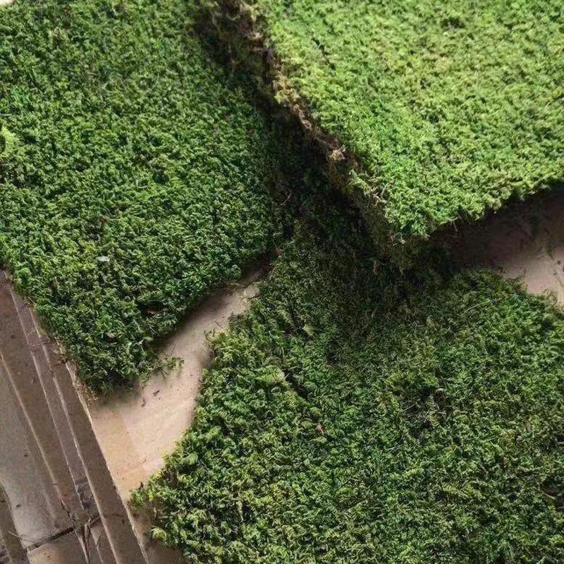 精品大灰藓庭院铺面真装饰植物墙苔藓室内绿苔造景厂家现货批发