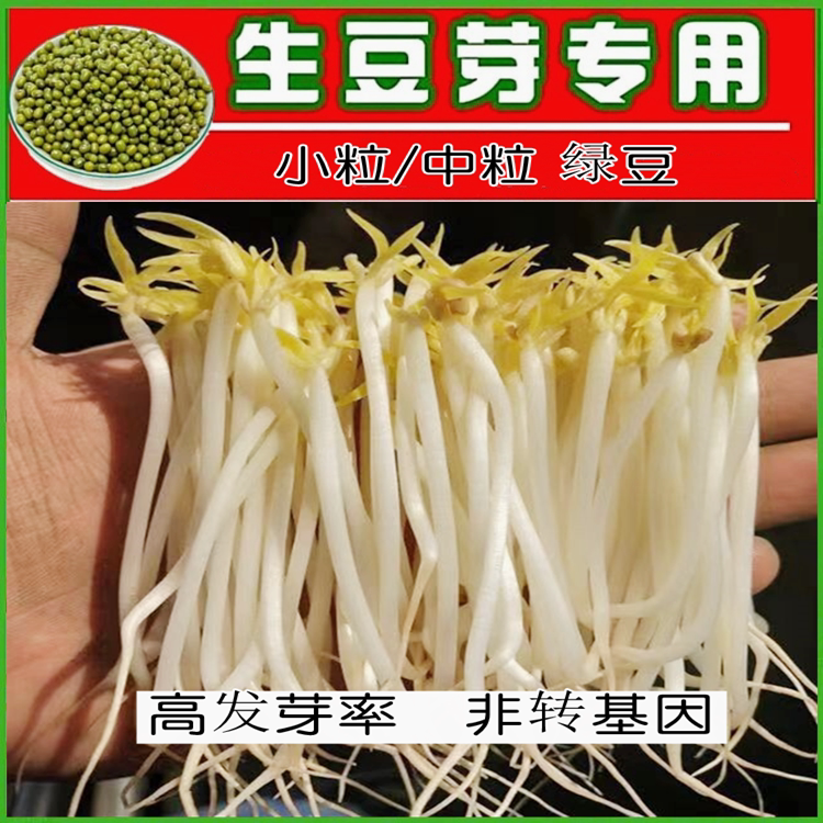 发豆芽专用优质小绿豆