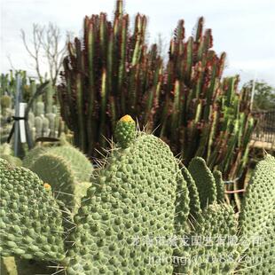 柱状念珠掌鱼鳞仙人掌盆栽高度1米景观多肉植物餐厅仙人掌墨西哥
