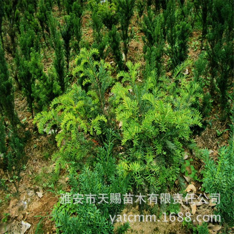 基地批发曼地亚红豆杉5年公树移栽苗园林绿化工程苗木耐寒防护树