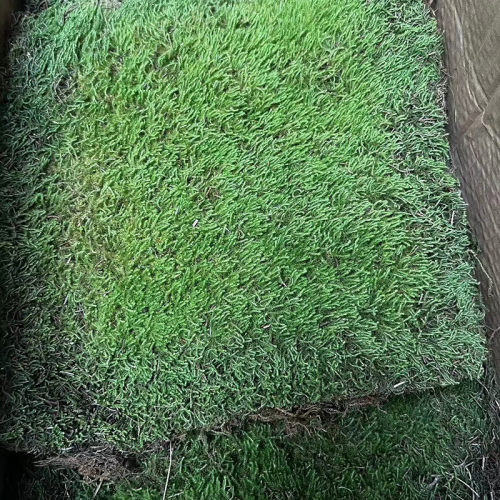 星星苔藓庭院铺面室内装饰厂家真草坪植物墙造景现货批发