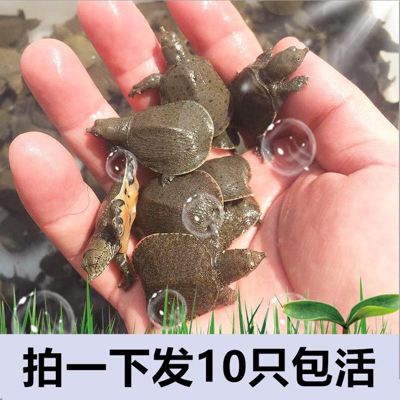 新日期中华鳖小甲鱼苗活物100只50水鱼苗王八团鱼苗生态外塘养殖