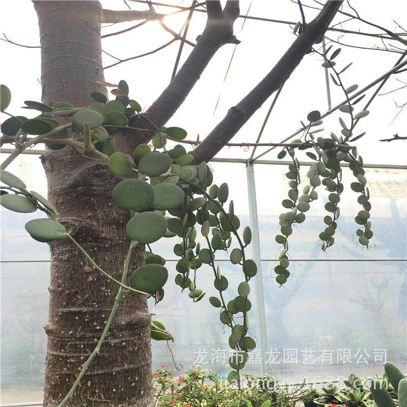 碧雷鼓多浆多肉植物点缀观叶萝圆圆科空间装饰室内景观藦小盆栽