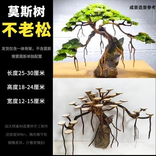 鱼缸造景莫斯树骨架成品沉木装饰青龙石迎客松树根摆件草缸杜鹃根
