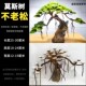 鱼缸造景莫斯树骨架成品沉木装 饰青龙石迎客松树根摆件草缸杜鹃根