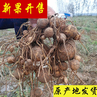 野洋芋山东单县罗汉参罗汉参海门香芋土圞儿香芋参地雷香栗参