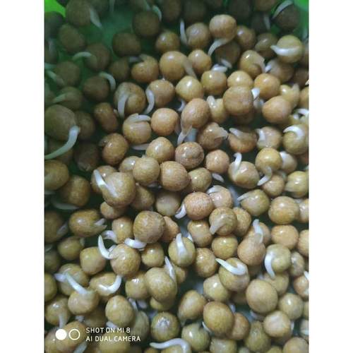 热销芽苗菜麻豌豆松专用油葵荞麦空心菜鸡毛菜花生芽扁豆苗菜豆芽