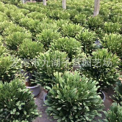 嫁接蟹爪兰锦上添花多肉植物绿植办公室盆栽植物沙生多肉植物