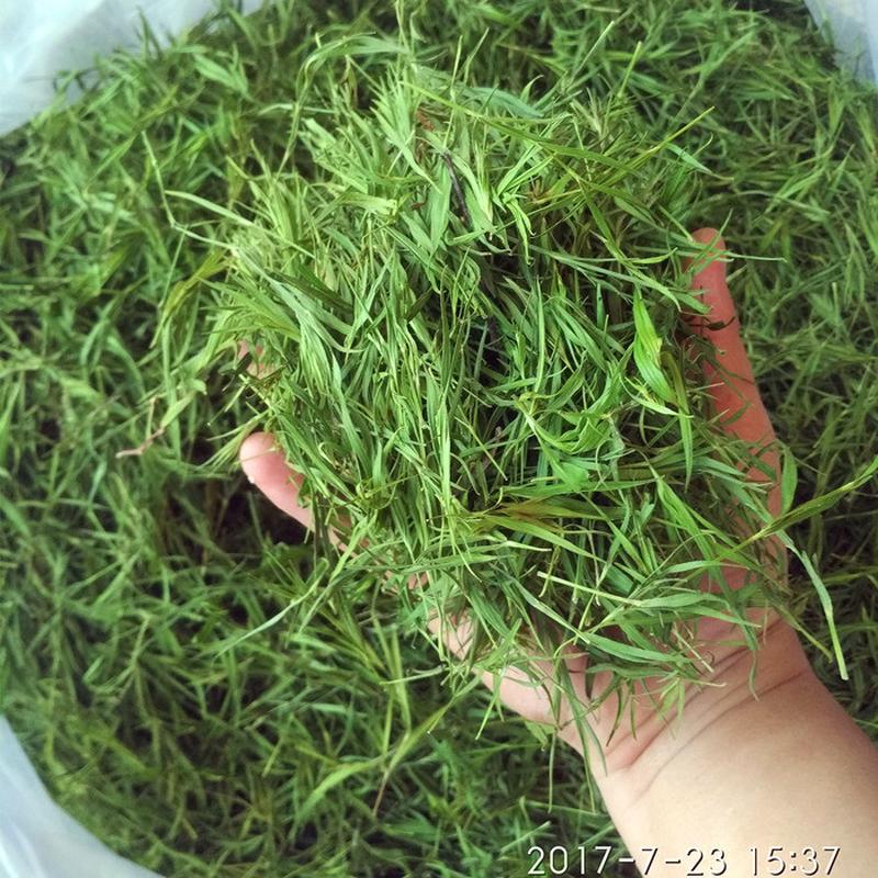 青石竹茶500g包邮崂山石竹竹叶茶淡竹叶茶散装竹叶茶叶石竹叶石青