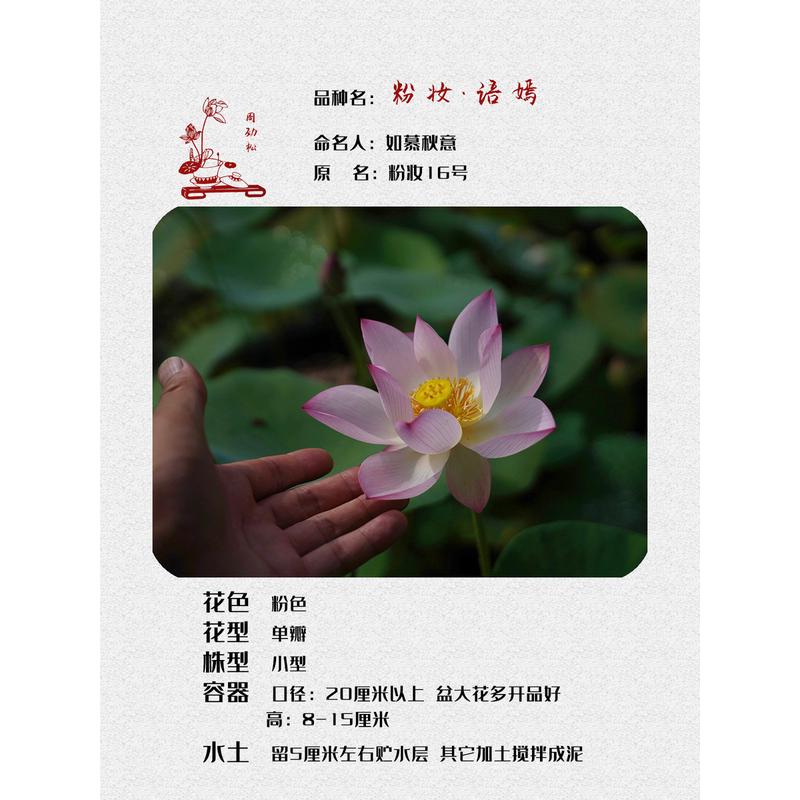 【粉妆·语嫣】永州周劲松家小型庭院阳台盆栽碗莲荷花种藕苗花卉