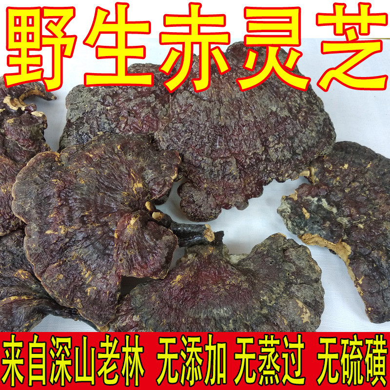 新货灵芝深山赤云南非野生灵芝天然整枝赤灵芝甘香可切片500克