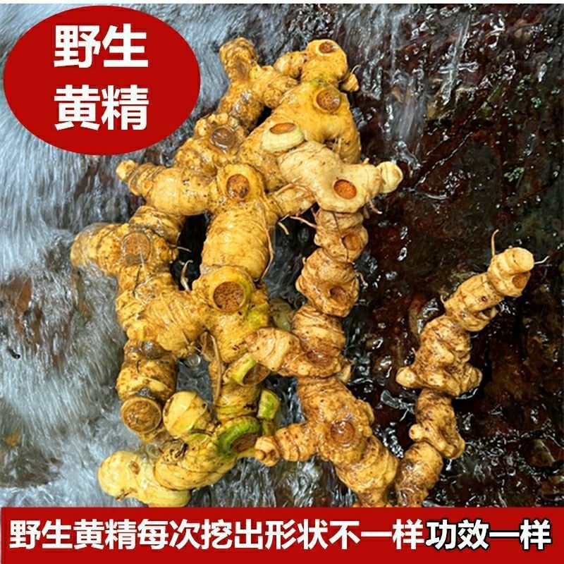新日期鸡 贵州黄精九华山野生老虎姜6年生黄精直供甄选头生黄