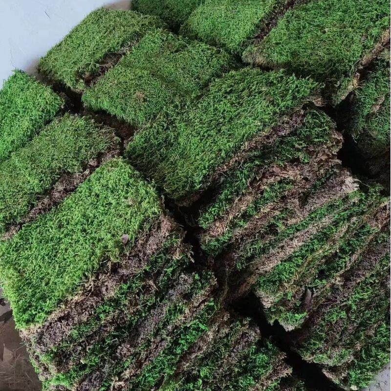 精品大灰藓庭院铺面真苔藓植物墙装饰室内绿苔造景厂家现货批发