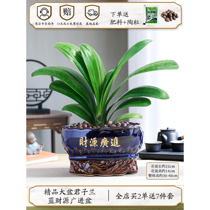 君子兰盆栽老苗带花苞四季易好养活多肉花卉常绿活净化绿植物批发