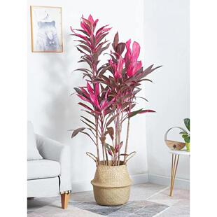 红叶朱蕉紫竹盆栽大型植物客厅卧室除某醛观叶盆景水培红叶铁室内