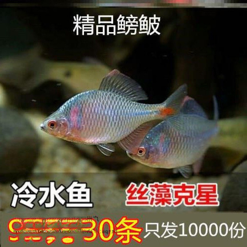 现货鳑鲏鱼观赏鱼冷水鱼原生鱼七彩旁皮鱼高体旁皮活体小型淡水鱼