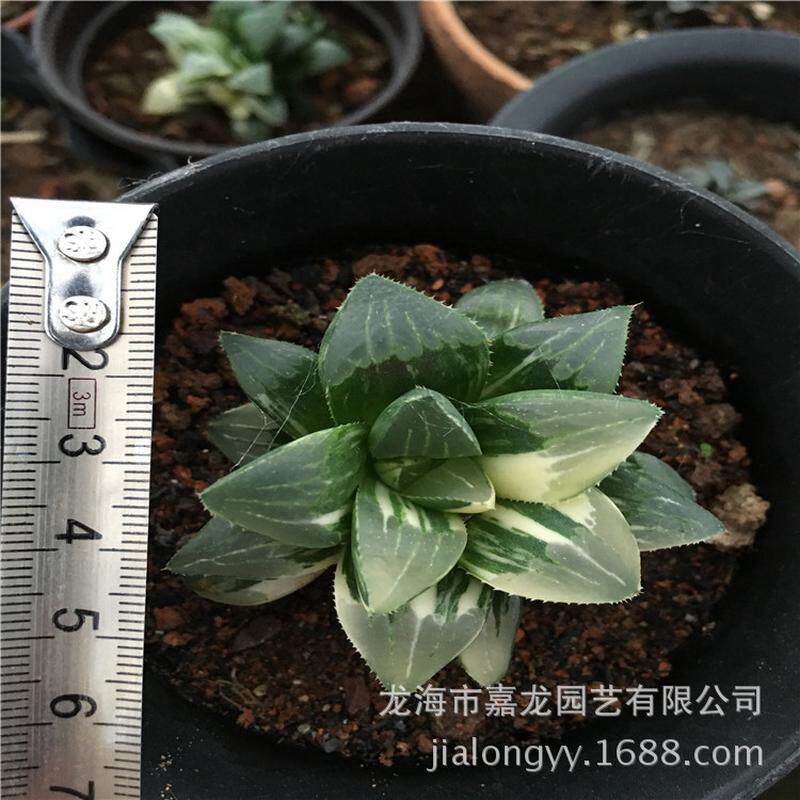 姬寿锦基地多肉植物组合盆栽造景点缀小盆栽十二卷直销批发 - 实物图