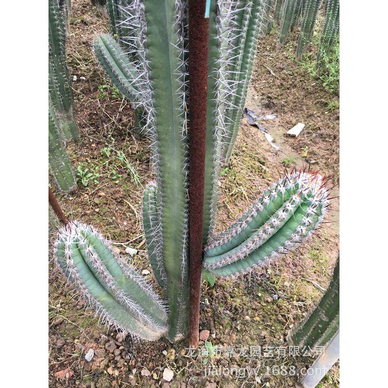 高度1.5米春衣多肉植物仙人柱景观多浆柱沙漠植物温室厂家销售