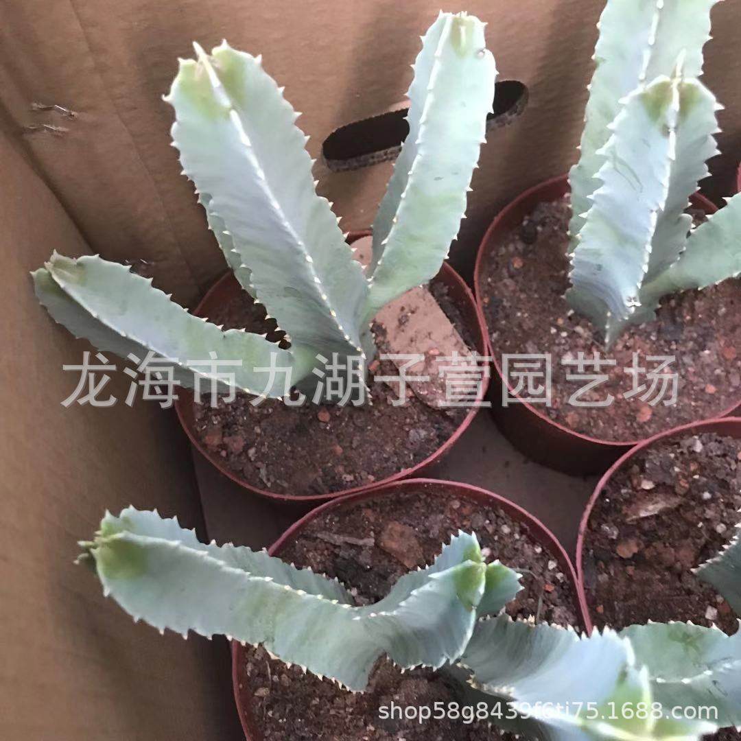 萝藦多肉植物白角萝藦仙人掌水牛角绿植盆栽科景观沙生植物,鲜花速递/花卉仿真/绿植园艺,多肉植物,淘宝优惠券,粉丝福利购,淘宝优惠卷