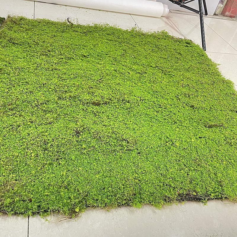 新款仿真椰丝草皮苔藓橱窗秋冬造景植物背景墙加厚枯黄人造坪地毯
