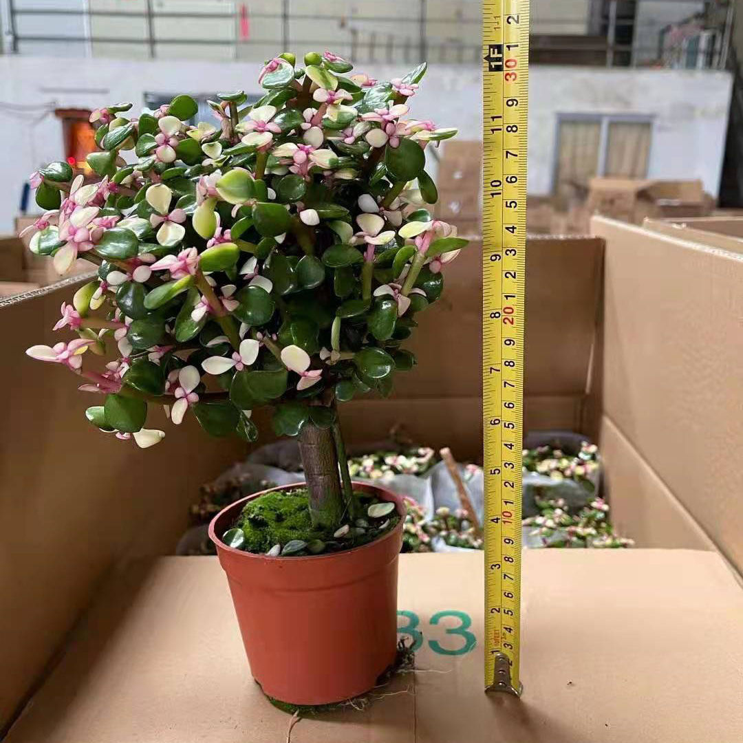 【基地直供】多肉植物单杆办公室桌面小盆栽120#花卉金枝玉叶