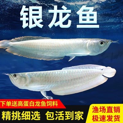 银龙练手热带观赏鱼龙鱼白子银龙鱼活鱼黄化苗大型七彩红眼银龙中