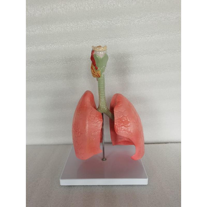 热销肺模型3种一套一期模型正常肺二期示教模型