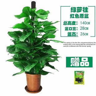 大叶绿萝盆栽室内办公室绿化大型绿植花木绿萝柱