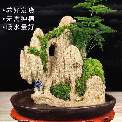 天门山吸水奇石假山盆景造景文竹盆栽天然植物石头上水石小型希良