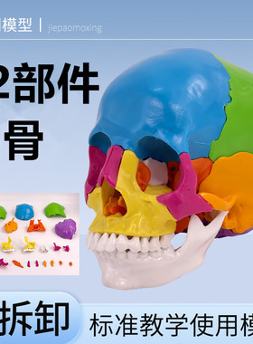 彩色可分解头颅骨插件颅模型可拆分22部分教学头骨模型医学教学