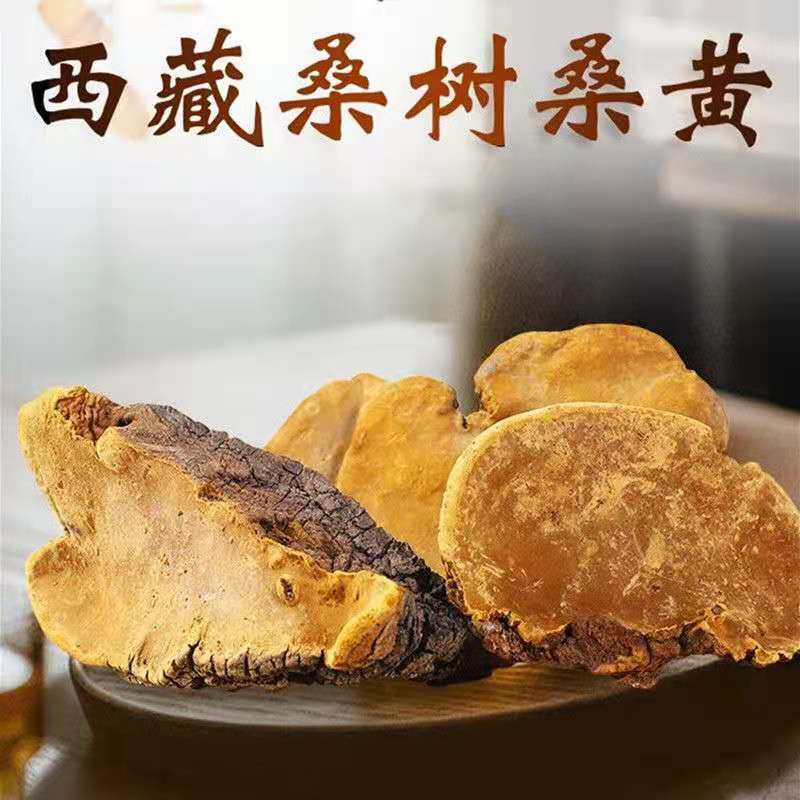 新日期西藏野生桑黄西藏桑树桑黄野生金边桑黄灵芝桑黄泡酒水