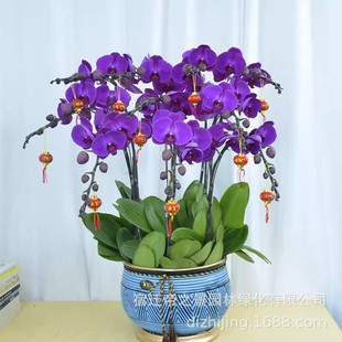 蝴蝶兰花苗大量批发盆栽蝴蝶兰大苗带花苞室内植物花卉四季好养活