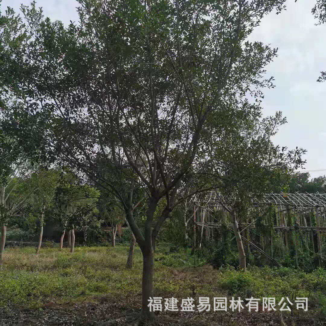 浙江15-30公分红皮榕价格红皮榕批发无柄小叶榕供应无柄榕基地